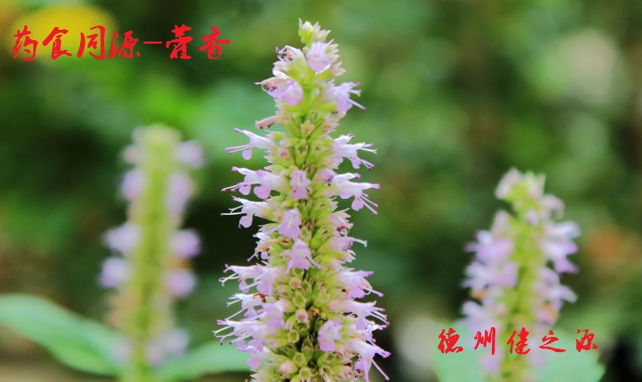 藿香薄荷茶，炎炎烈日的防暑茶